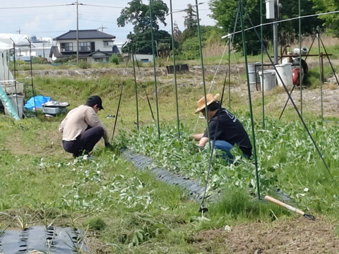 初夏の味わい！農薬不使用・スナップえんどう食べ切り300g