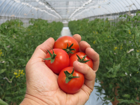 〈旨味と酸味がギュッと濃縮〉エロうまトマト1.5kg