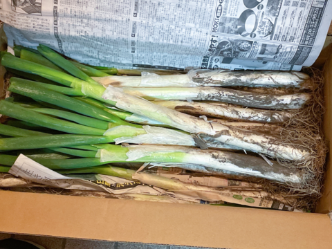 【破格のお値段！業務用向け】猛暑を乗り越えた甘みのある新鮮長ネギ（お徳用５kg・約３０〜４０本）