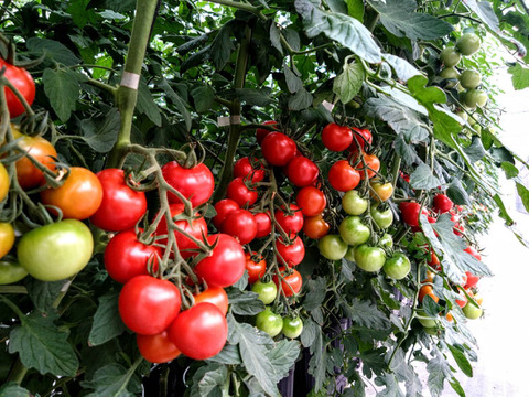 甘恋トマト ～濃厚ジューシー果汁～ 【1kg】