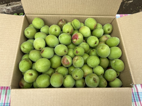 【6/8、9出荷限定　小田原産　白加賀　青梅】 (３ｋ)梅シロップ、梅酒に最適！新鮮もぎたて直送！神奈川県は小田原辻村農園・山林より梅の販売！まだ間に合います！2024年天皇杯受賞の農園・山林です！