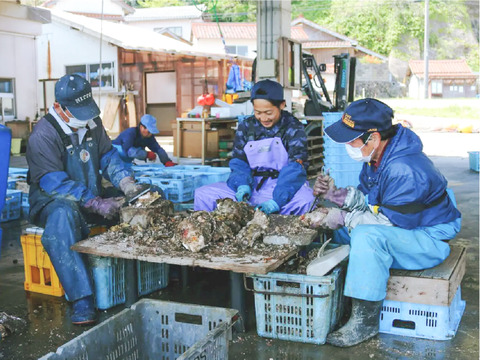 【4年物！】超特大！クリーミーが止まらない岩牡蠣(3kg入) 島根町野井産