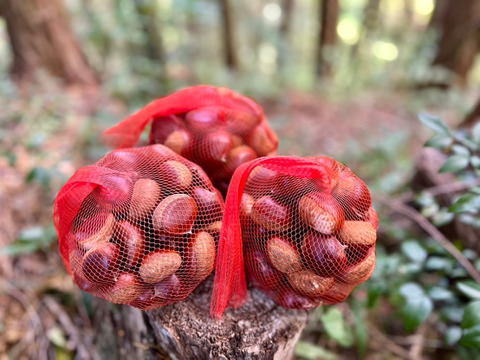 《注文殺到の為注文受けた順に発送いたします》30箱限定販売！渋皮がほとんど無い大人気の高級丹波栗M〜2Lサイズ(1kg)