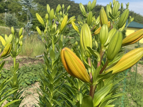 【5本、40㎝】大人可愛いユリ（つぼみ）