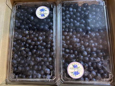 【生食用】🫐【2kg】あま〜い♥生ブルーベリー