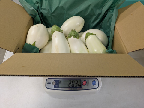 これで良いやん！B品白なす！満腹２ｋｇセット！８～１２本
