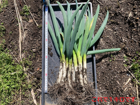 【農薬・化学肥料不使用】坊主知らずネギ　1kg　岐阜県産　農家の台所から～希少ネギ★ﾈｰｷﾞﾈｷﾞY(^o^)Y葱Y(^o^)Yﾈｷﾞﾈ-ｷﾞ★