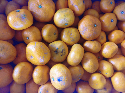 【農薬・化学肥料不使用】神奈川産　青島みかん　10kg (訳あり)