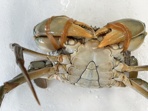 【１個だけ限定商品】30％値引きしました。🦀ノコギリガザミ　ドウマンガニ のこぎりがざみ 急速冷凍品 約1440g オス2杯 冷凍蟹 冷凍カニ かに 宮城県松島湾産　0924-2