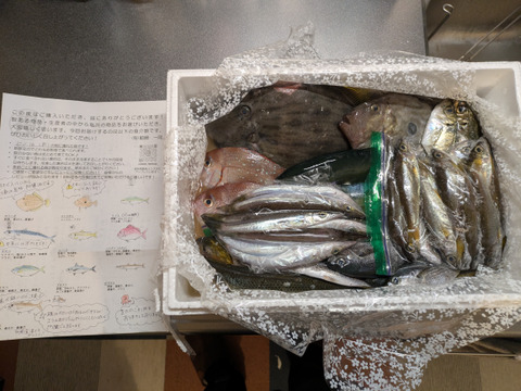 ⭐︎「グッド！モーニング」で紹介されました⭐︎【未利用魚】漁師直送！季節のおさかなセット【3kg前後】