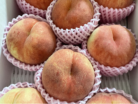 白桃 🍑さくら白桃 3kg 8～14玉 9月上旬発送 希少な桃 【ASIAGAP認証