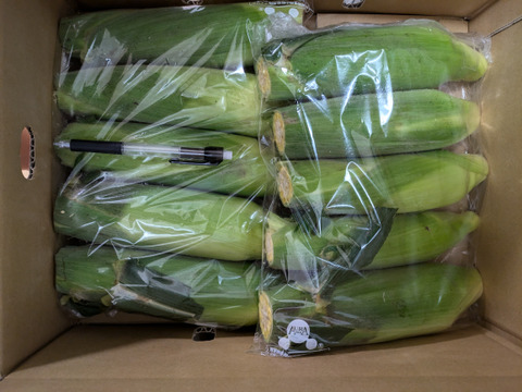 ✨️お得！！✨️１０本入り✨️先端カット🌽　✨️
お得なお値段設定の訳は　

規格外の理由を
必ずご確認くださいませ