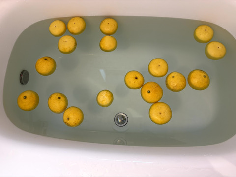 ♨️ゆず湯もいいけど文旦風呂はいかがでしょうか？♨️　超ミニサイズの土佐文旦（150～350g）　マーマレードやピール作りにも使えます✨　4.3kg（15～18個入)