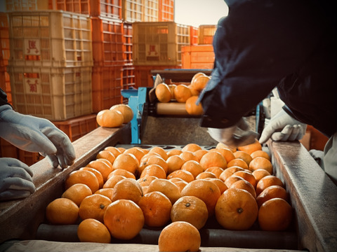 【むいたら最後、止まらない】甘味×酸味が絶妙！ 福みかん《ご家庭用 2kg》｜サイズ混合｜愛媛・西宇和産