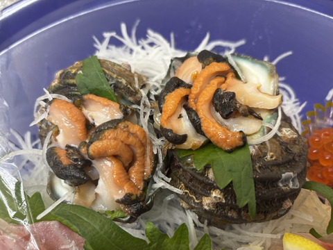 【個数限定】🐟素潜り選別一択🐟目利き漁師が海底で厳選長州床波ブランド『天然国産サザエ』約1㎏【2027年1月中旬予約】