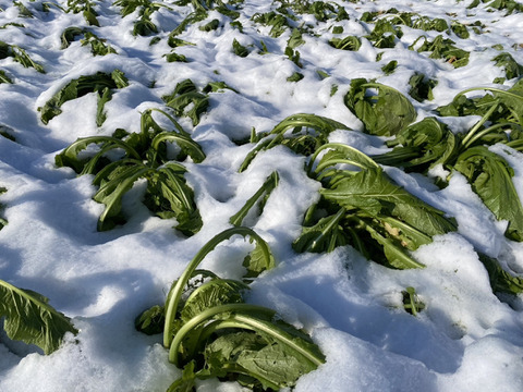 【雪下野沢菜】雪下になって旨みアップ！発祥の地域産、3kg