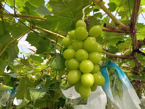 全国 送料無料！種無し大粒ぶどう糖度16度〜20度以上『シャインマスカット』800g以上2房セット箱入り