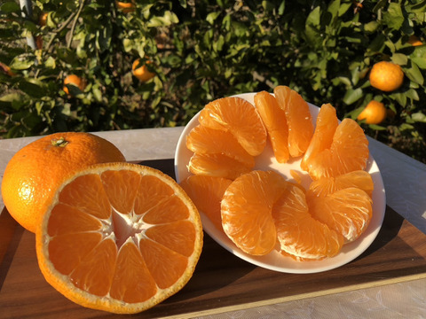 熊本発農薬不使用🍊  5kg 青島みかん（晩生）　サイズフリー（約35個前後入）