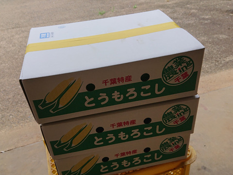 「一度お試しあれ！」　12本　あま～～い！！　【トウモロコシ】　✩ほしつぶコーン✩　　艶やかイエロー　【朝どれ】【夏ギフト】