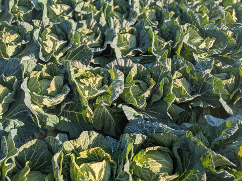 【食べチョクアワード2025入賞】
２玉🌊海風🌊春キャベツ🌊