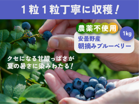 【食べチョク高評価No.1】ブルーベリー約1キロ【栽培期間中農薬不使用】大小ミックス 商品ID40461  旬 生食用 加工用 ベリー 果物 ギフト 贈答 家庭用 予約 6月 7月