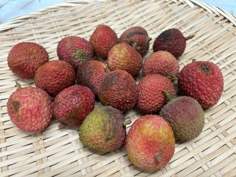 南国鹿児島産【生ライチ】【訳あり品】最高峰品種玉荷包(約400g 南国鹿児島産【生ライチ】【訳あり品】最高峰品種玉荷包(約400g