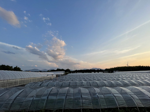 【数量限定】旬の美味しさ！げん喜玉すいか7kg台