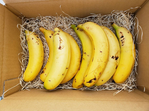 皮まで食べても安心！農薬不使用の宮崎産お徳用訳有りバナナ5kg