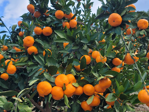 【ご家庭用 ５kg(箱込み)】甘味凝縮 有田みかん