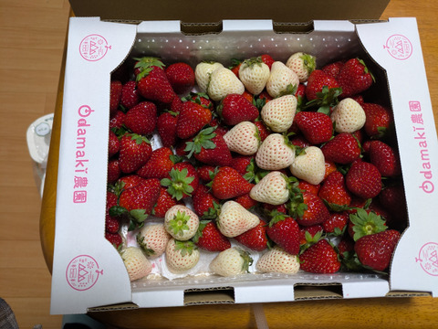 たっぷり！紅白いちご『古都華&天使のいちご』特別栽培農産物　1kg(1箱)　ジャムやジュースに！　朝採り！農薬削減栽培！