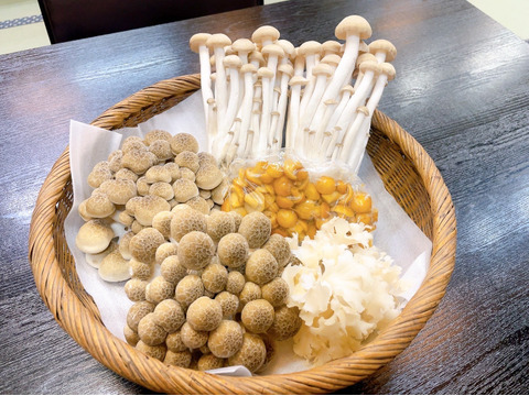 【新品種】花びら茸入り！信州きのこ4種詰め合わせ
