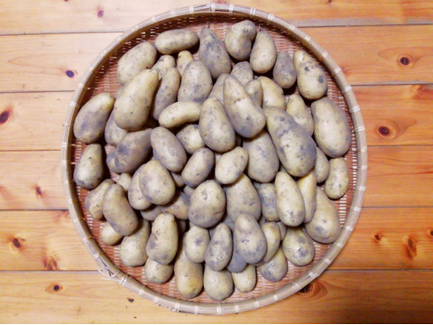 ジャガイモ(メークイン)2.5～３㎏程度【農薬化学肥料不使用】【合わせ買い可】【熨斗(のし)対応可】