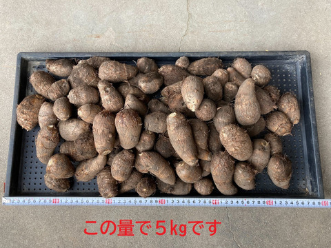 【メール便無料】 自然栽培】 里芋（土垂）3kg 農薬不使用・無肥料栽培 S～3L 野菜