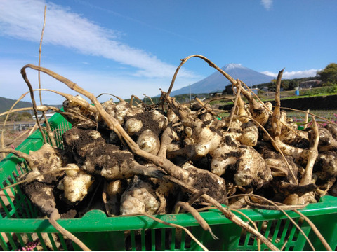 1kg⭐️スーパーフード⭐️菊芋⭐️《OPENセール！特価！》