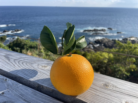 ジューシー！屋久島の天然柑橘類はっさく３㎏