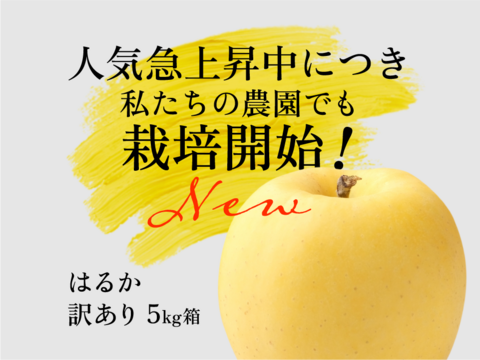 はるか 5キロ箱 訳あり 商品ID56749 長野県 信州 安曇野 リンゴ 幻 幻のリンゴ 予約 希少 旬