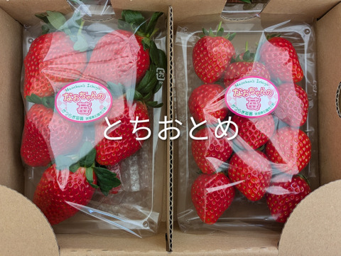 食べくらべ！採れたて完熟「とちおとめ 260g✕2パック」・「やよいひめ 260g✕2パック」