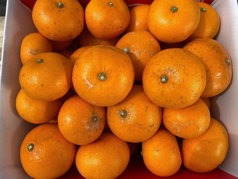 🍊柑橘の大トロ🍊せとか　ご家庭用　３ｋｇ