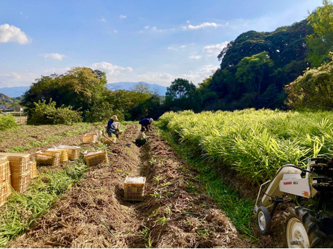 キリッと香りが良い！生姜2kg（糸島産・農薬＆化学肥料不使用）