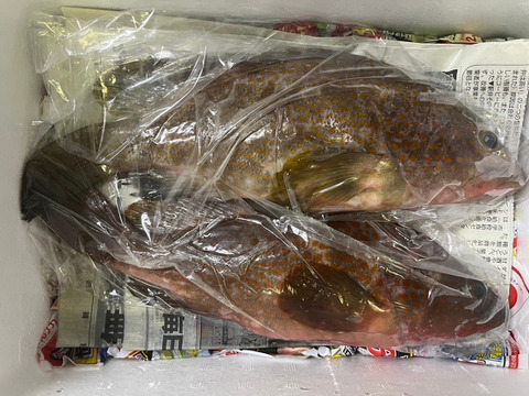 幻の魚 ｱｺｳ（ｷｼﾞﾊﾀ）2匹(0.7～0.9㎏)