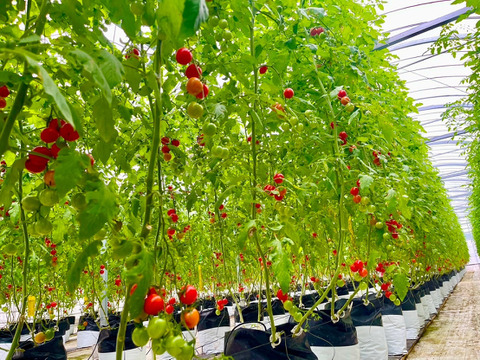 甘くて濃厚！『知多アモーレトマト』（ご家庭用おすすめ250gｘ4p）