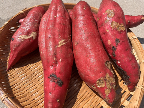 訳アリ！紅はるか土付き5㎏～