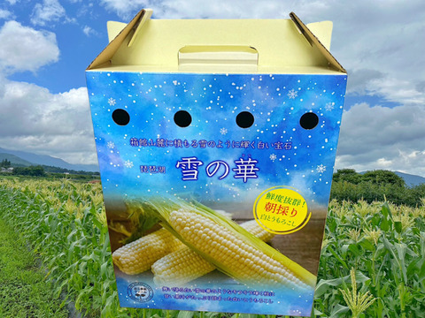 抜群の甘さ✨【10本セット　朝採り即日発送】白いとうもろこし