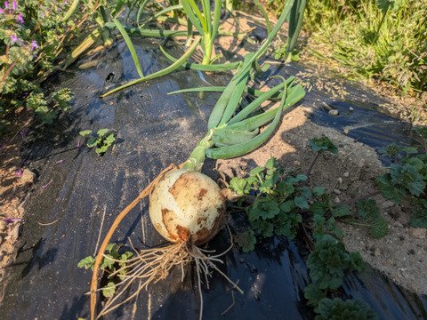 【栽培期間中農薬不使用】〜超極早生・浜笑〜春の葉付き玉ねぎ2キロ