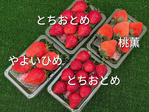 お楽しみ！3種のいちご食べ比べセット「とちおとめ 260g✕2」・「やよいひめ 260g」・「桃薫 240g」