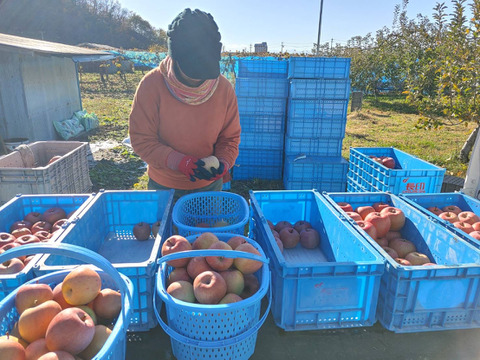 【予約】訳あり りんごの王様！サンふじ『信州りんご』３kg