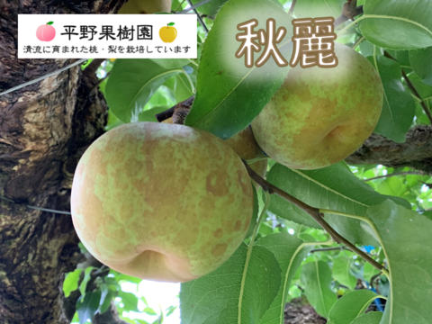 熊本のイチオシ梨！『清流球磨梨』秋麗　約5kg(5〜14個入り)