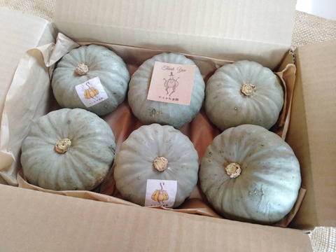 ホクホク甘いミニかぼちゃ”白い坊ちゃん”6個入り