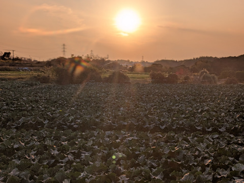 ❄☃️７品冬の野菜セット☃️❄