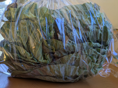 🐰🐐コンパニオンアニマル用